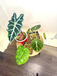 Combo 3: Alocasia Amazonica (Grown from corm of a variegated one) + alocasia Black Velvet + Caladium (will have more colourful leaves when bigger)