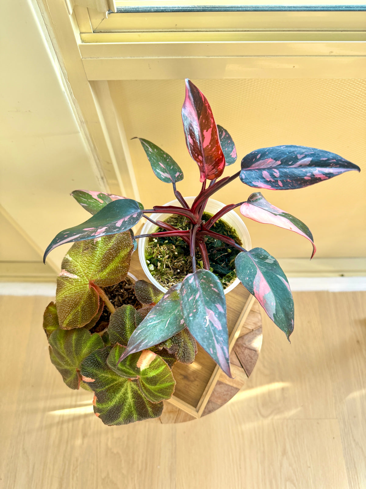 Pink princess galaxy & Begonia Soli Mutata Combo