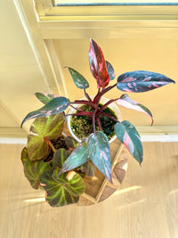 Pink princess galaxy & Begonia Soli Mutata Combo