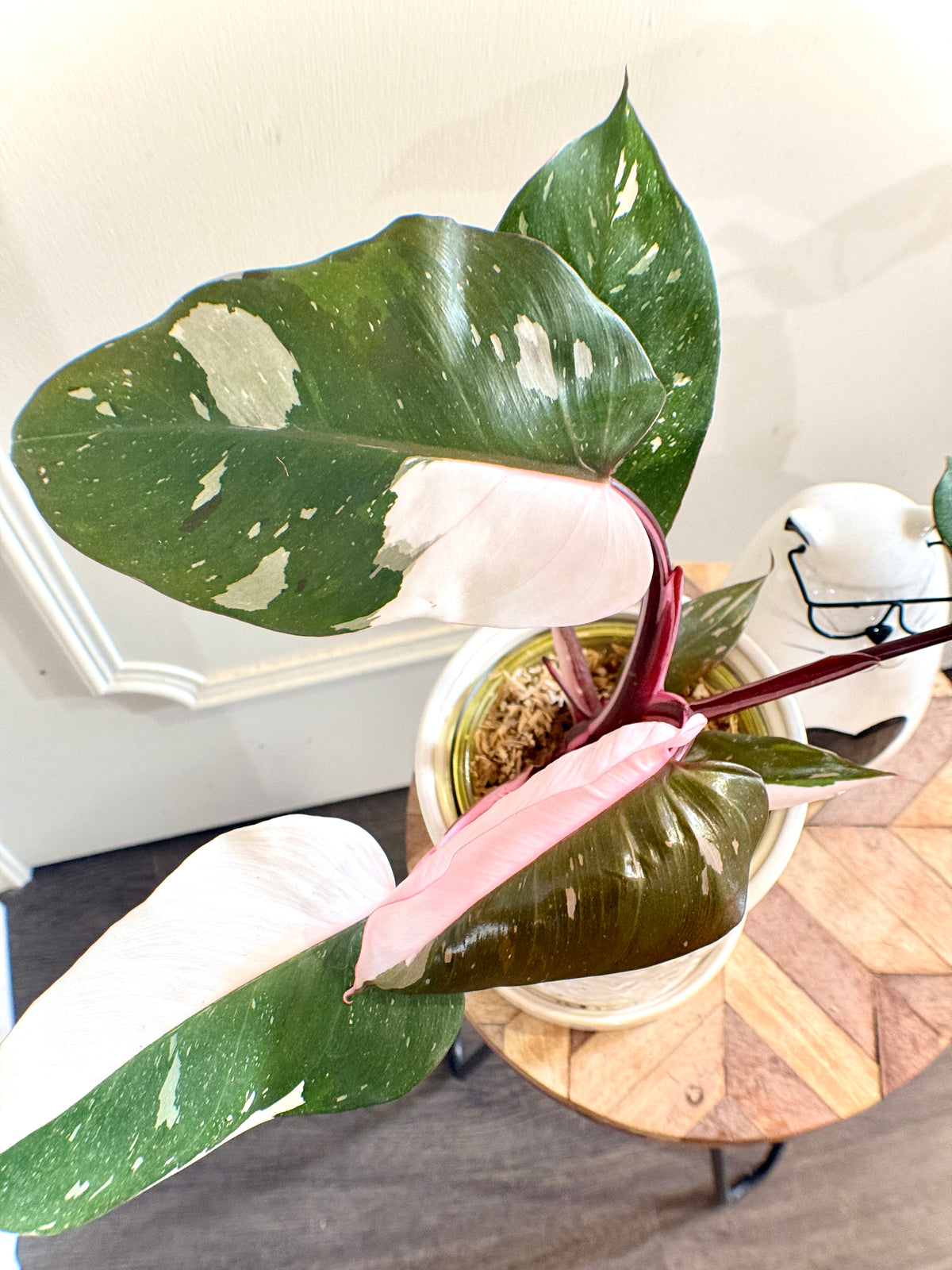 Philodendron Red Anderson Variegated