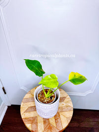 Monstera Form NOID Variegated