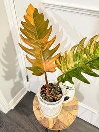 Philodendron Caramel Marble