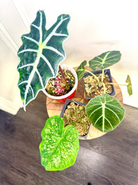 Combo 3: Alocasia Amazonica (Grown from corm of a variegated one) + alocasia Black Velvet + Caladium (will have more colourful leaves when bigger)