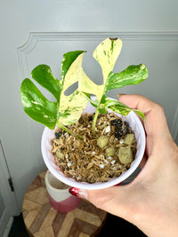 Rhaphidophora Tetrasperma Migma