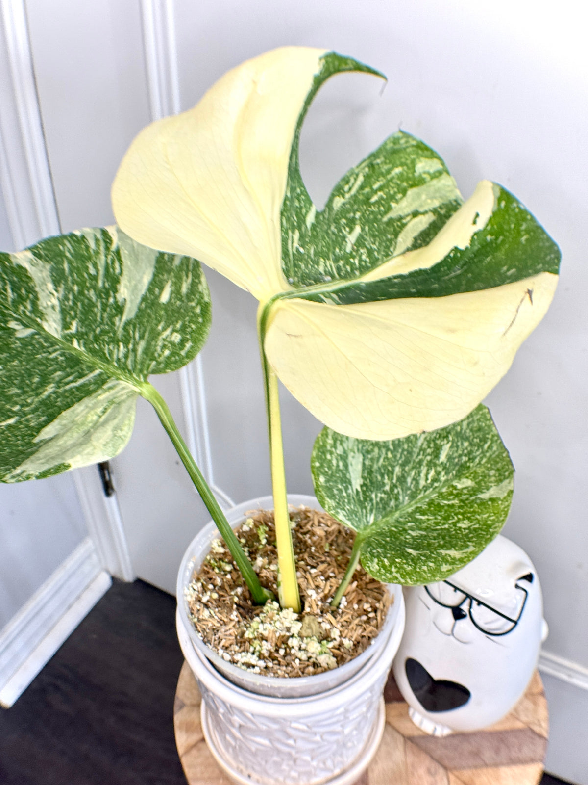 Monstera Medusa