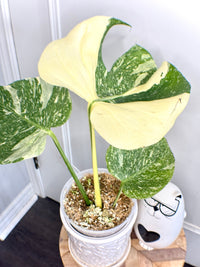 Monstera Medusa