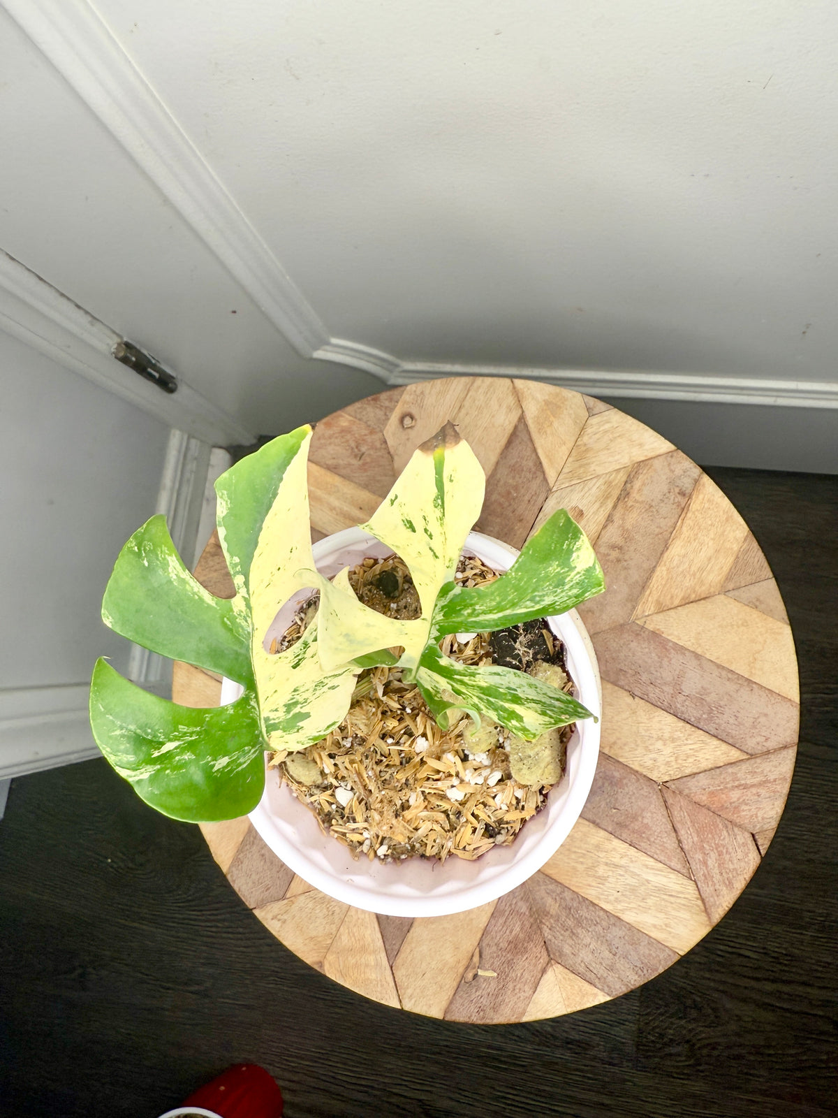 Rhaphidophora Tetrasperma Migma