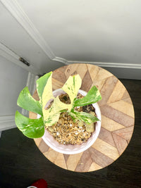 Rhaphidophora Tetrasperma Migma