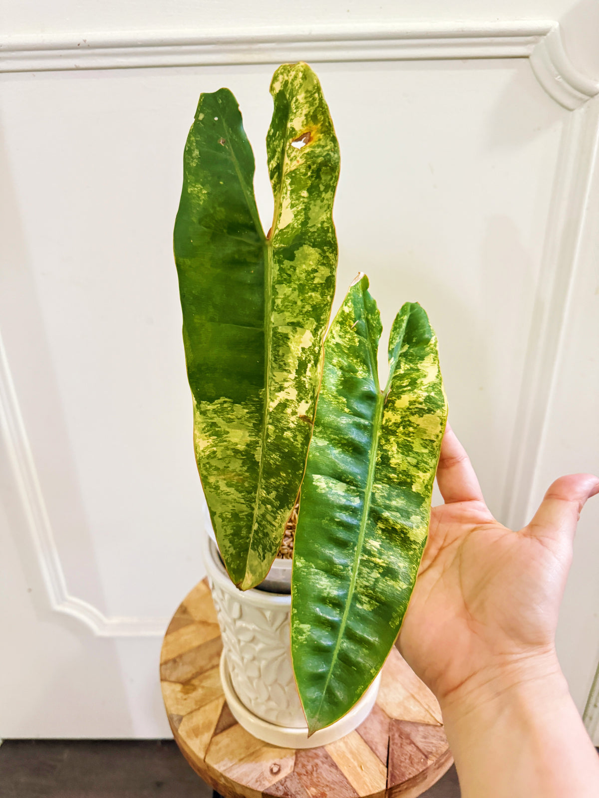 Philodendron Billietiae Variegated