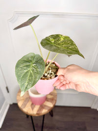 Alocasia Silver Wentii Splash