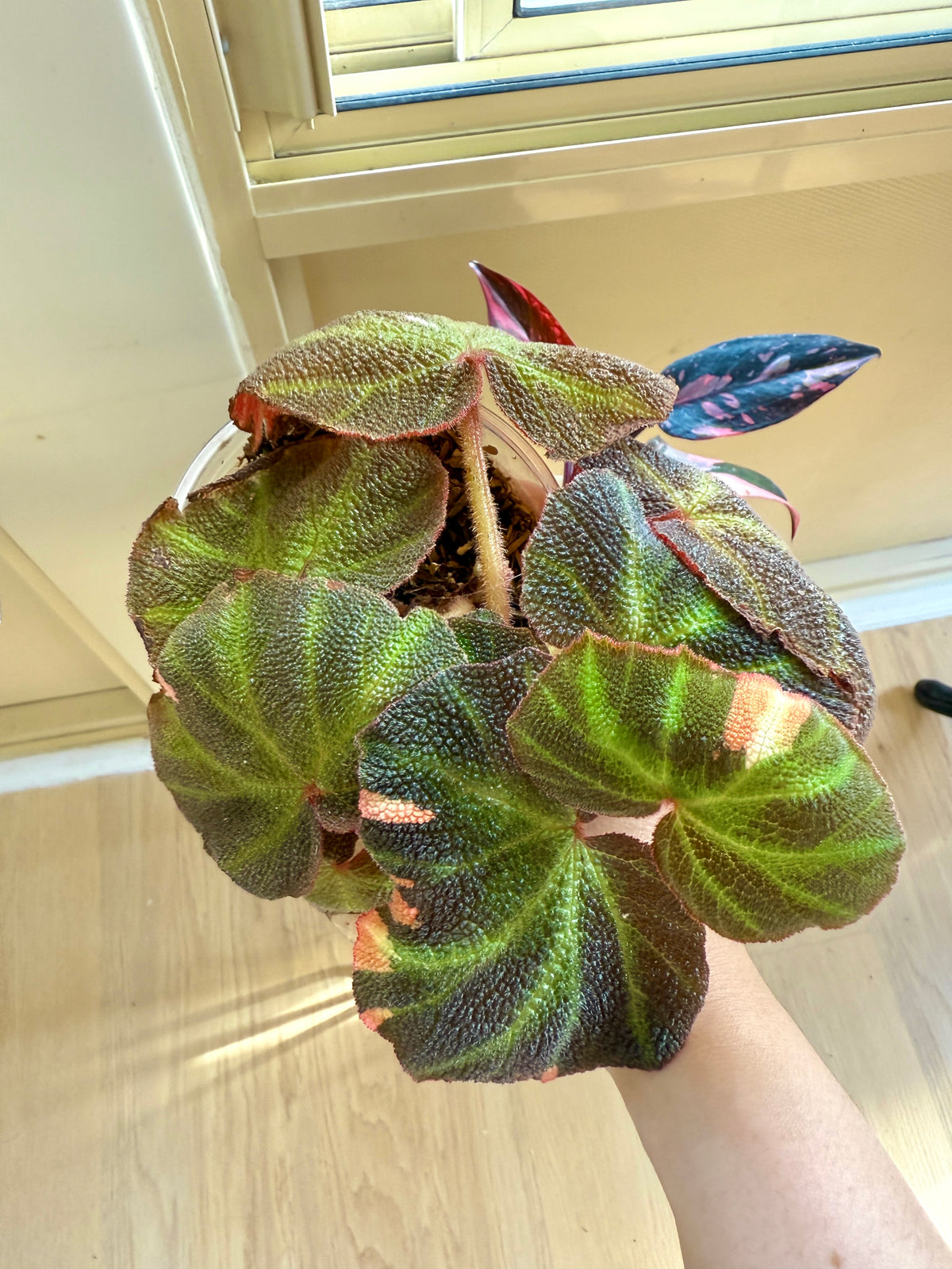 Pink princess galaxy & Begonia Soli Mutata Combo