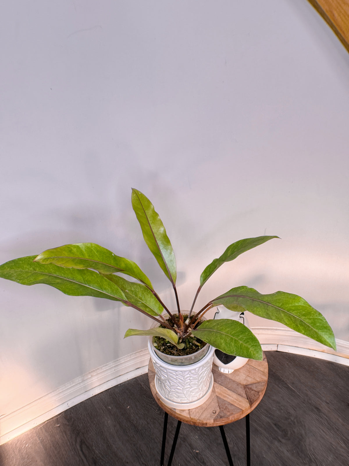 Anthurium Hookeri Variegated
