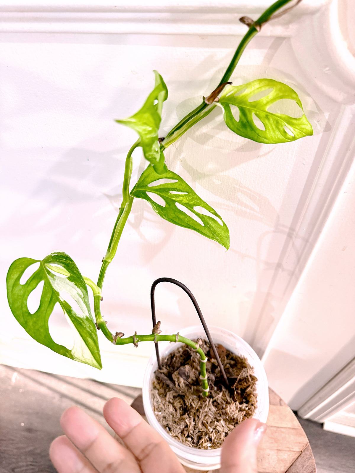 Monstera Adansonii Albo