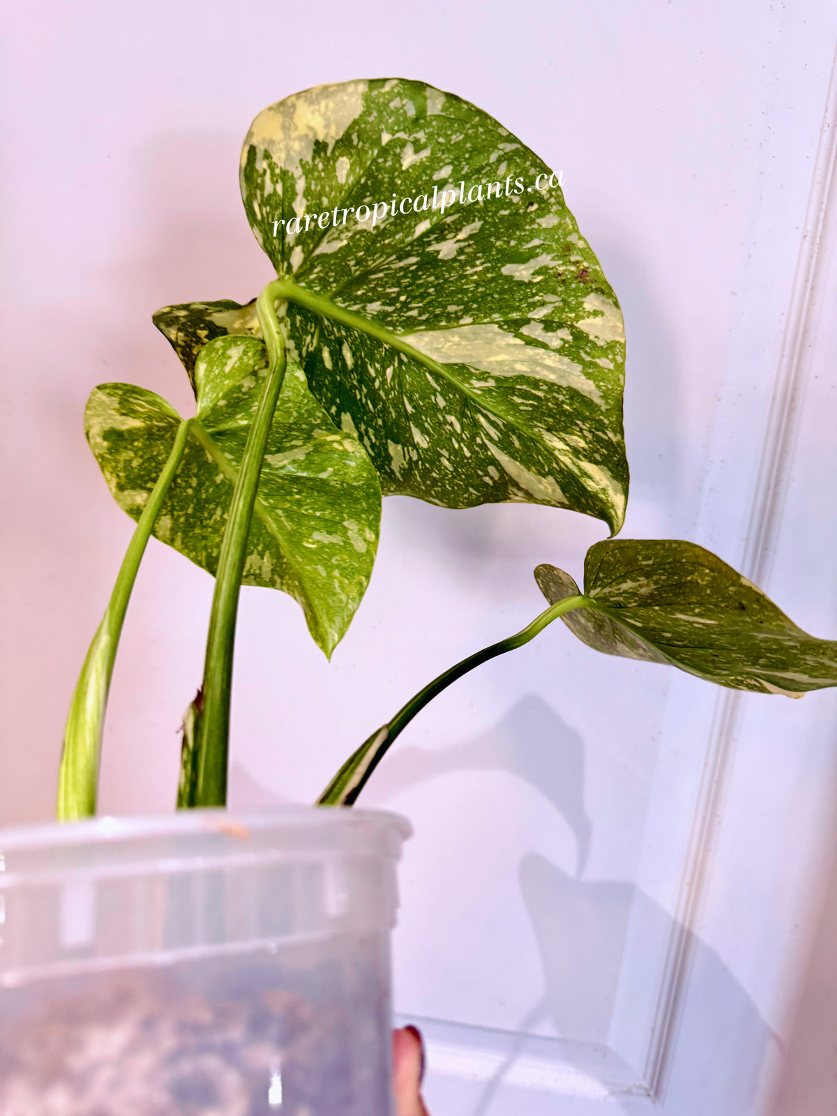Monstera Thai High Variegation