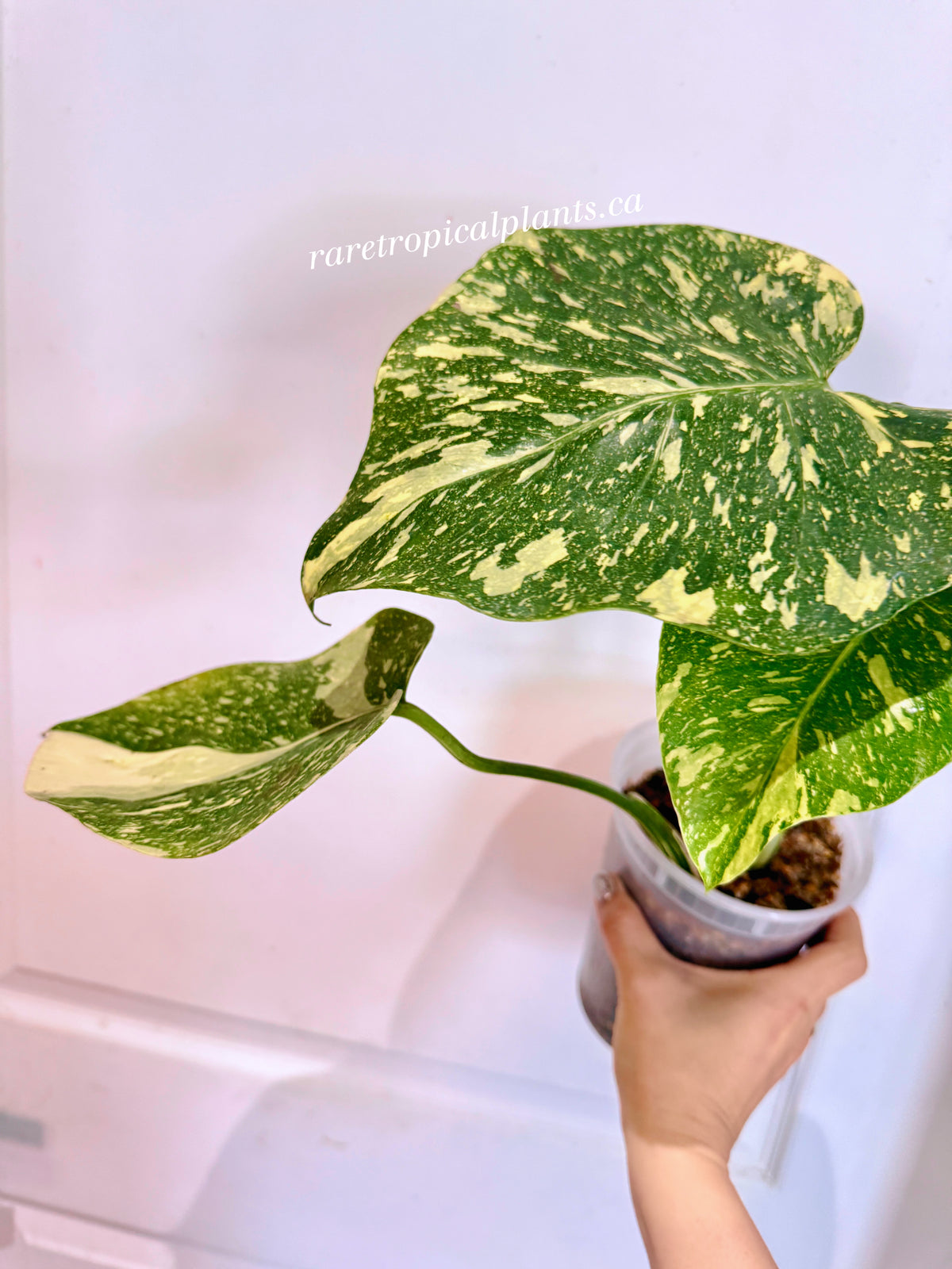 Monstera Thai High Variegation