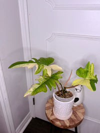Philodendron Florida Beauty x Mayoi