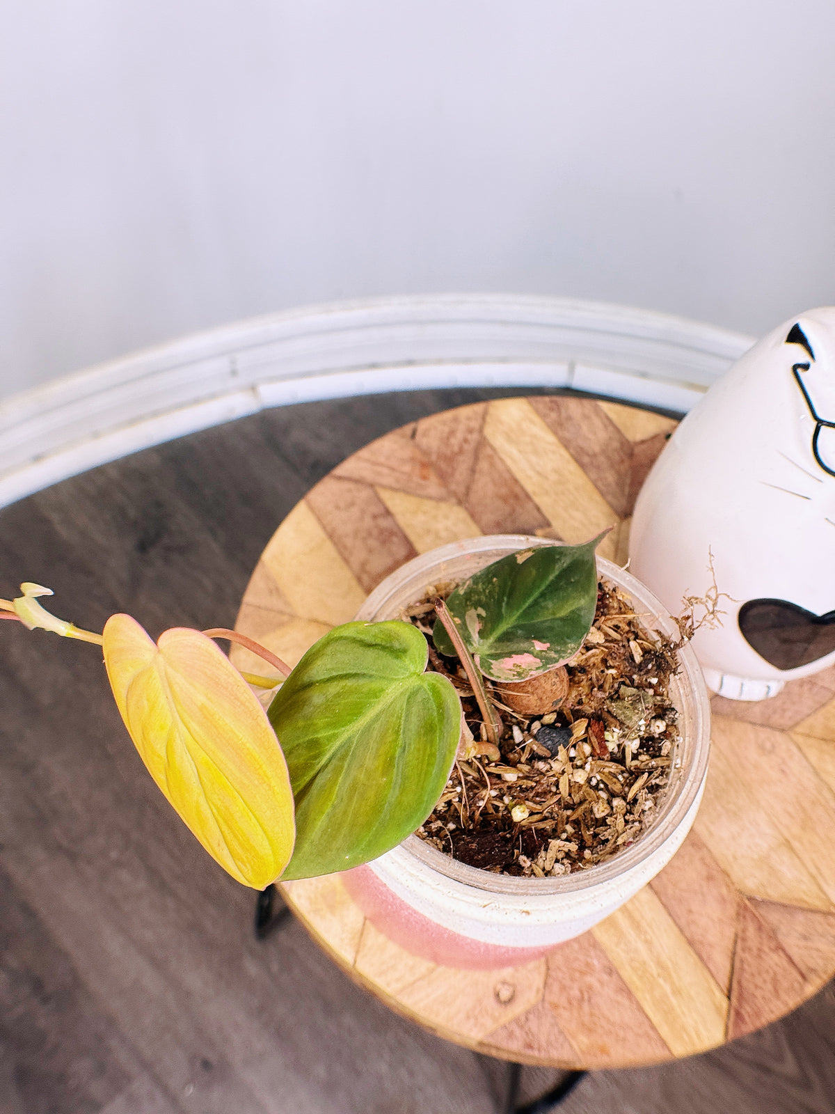 Philodendron Micans Pink