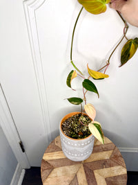 Philodendron Micans Variegated