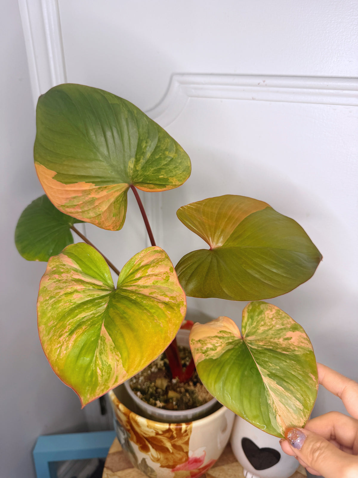 Homalomena Rubescen Tricolour XL