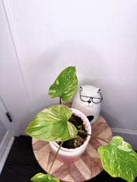 Homalomena Stardust 1