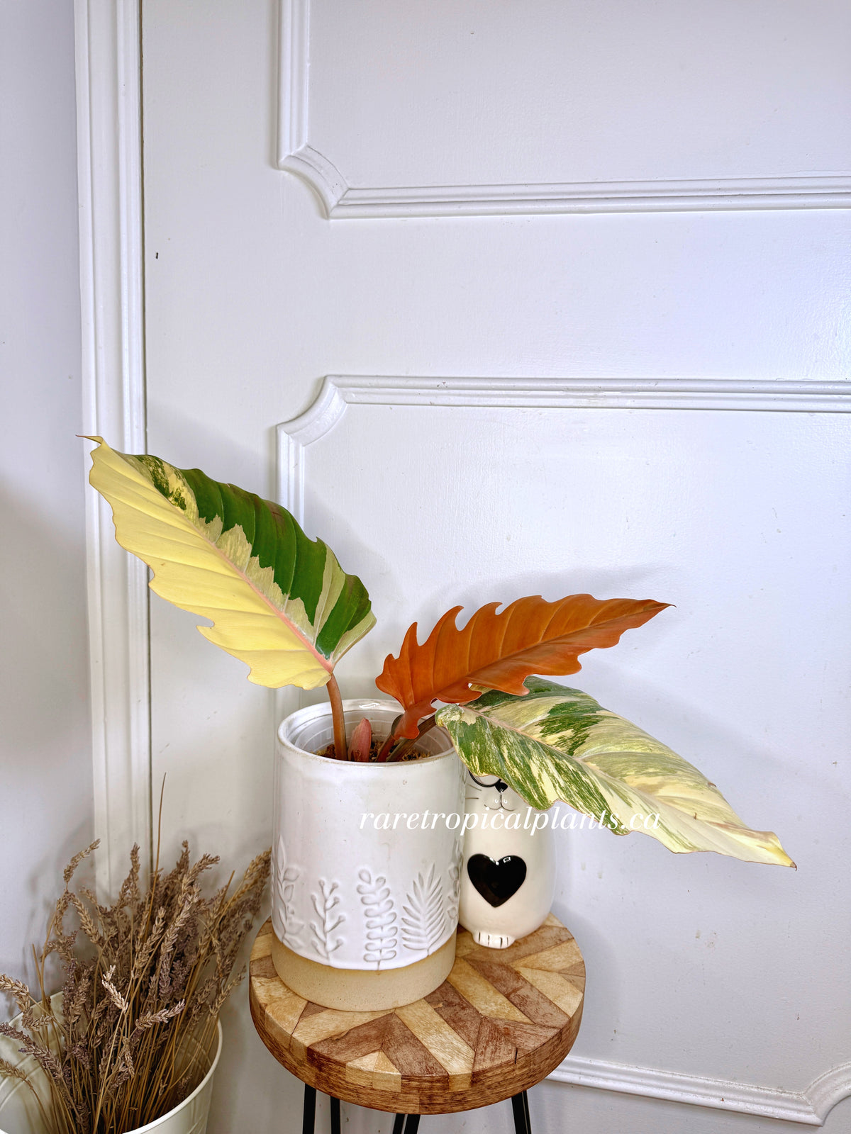 Philodendron Caramel Marble