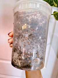 Monstera Thai High Variegation