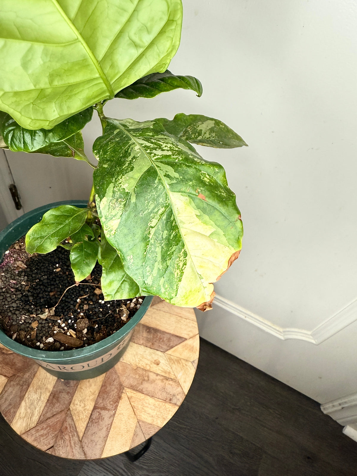 Arabica Coffee Tree Variegated