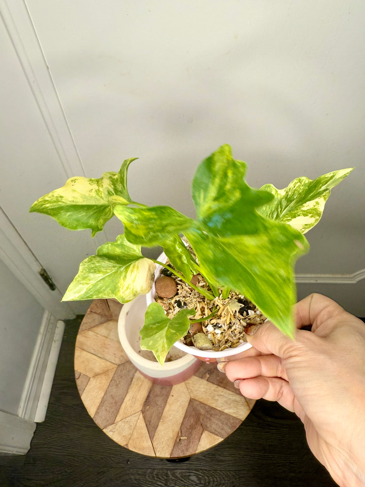 Philodendron Selloum Aurea