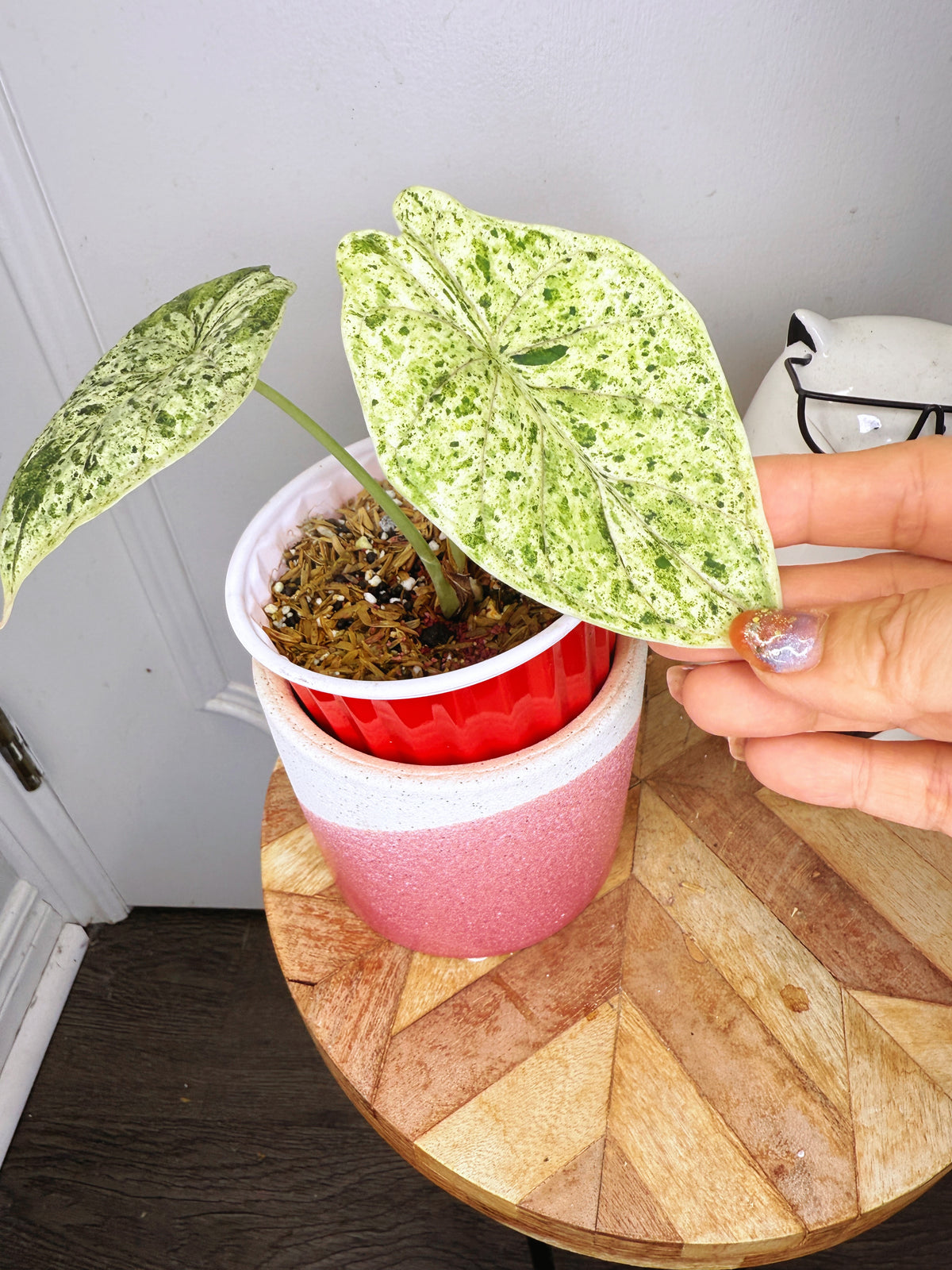 Alocasia Dragon Scale Mint