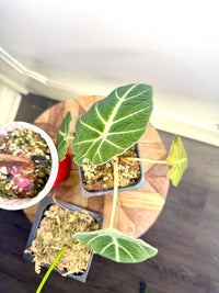 Combo 3: Alocasia Amazonica (Grown from corm of a variegated one) + alocasia Black Velvet + Caladium (will have more colourful leaves when bigger)