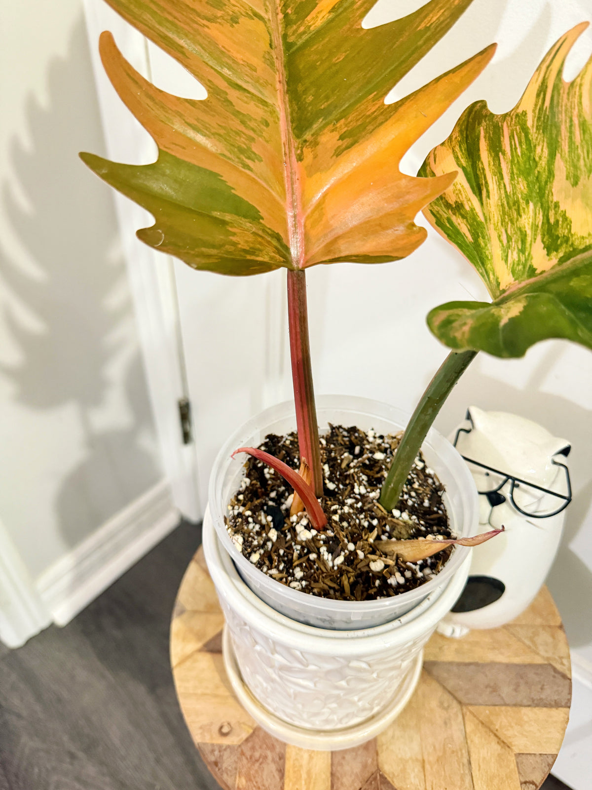Philodendron Caramel Marble