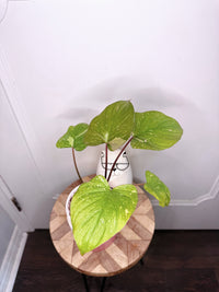 Homalomena Stardust 1