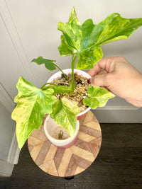 Philodendron Selloum Aurea