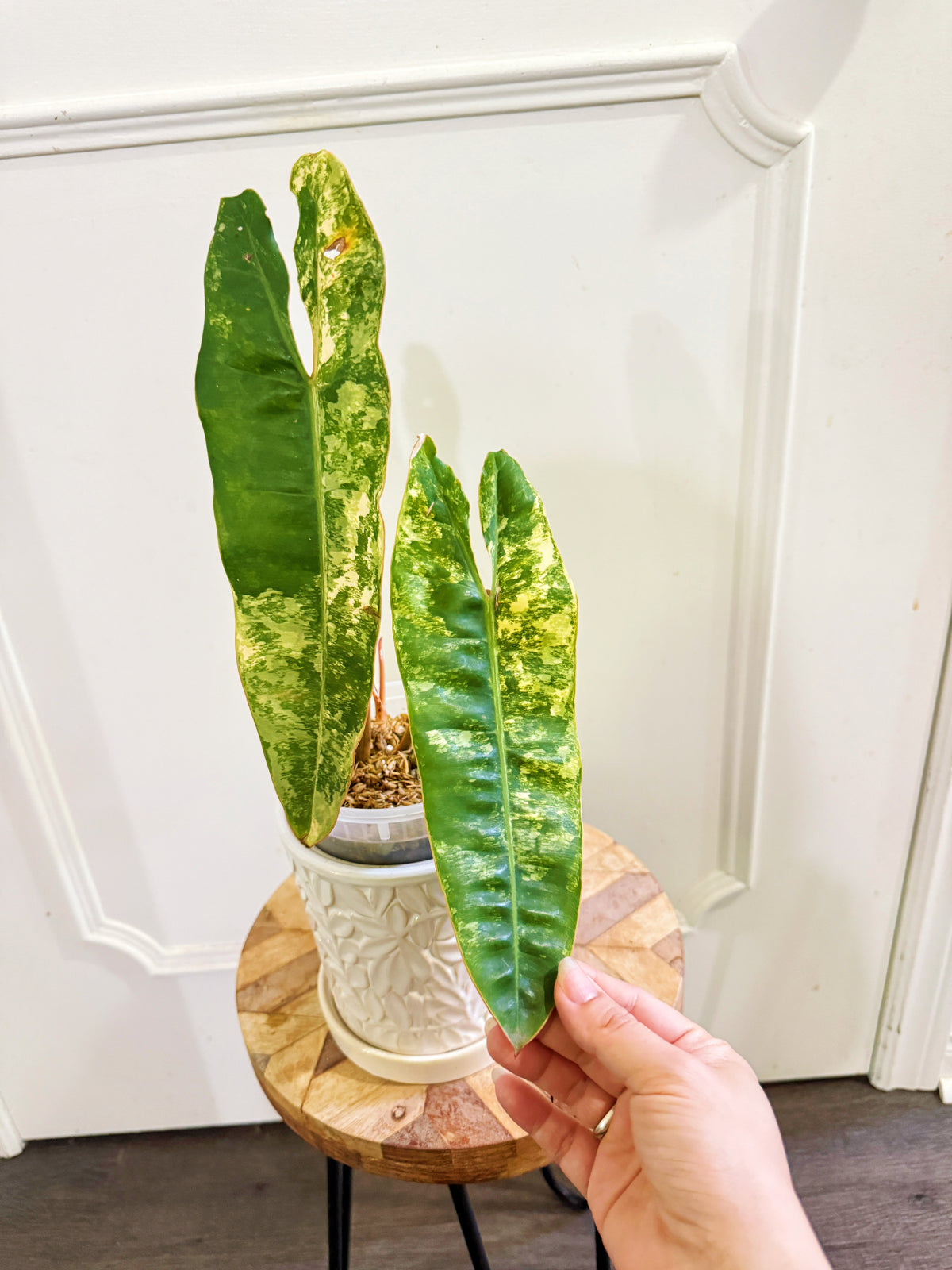Philodendron Billietiae Variegated