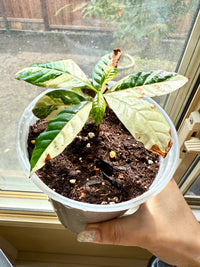 Arabica Coffee Tree Variegated