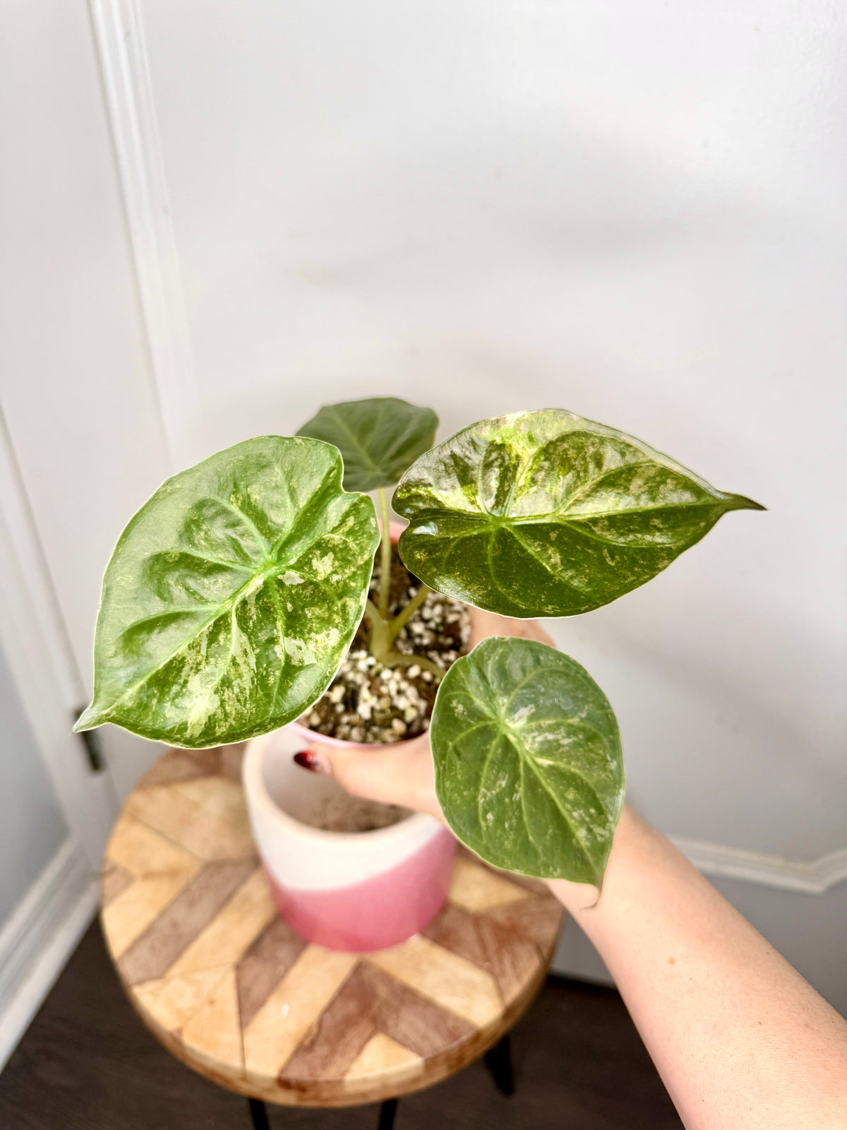 Alocasia Silver Wentii Splash