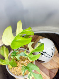 Rhaphidophora Tetrasperma Albo