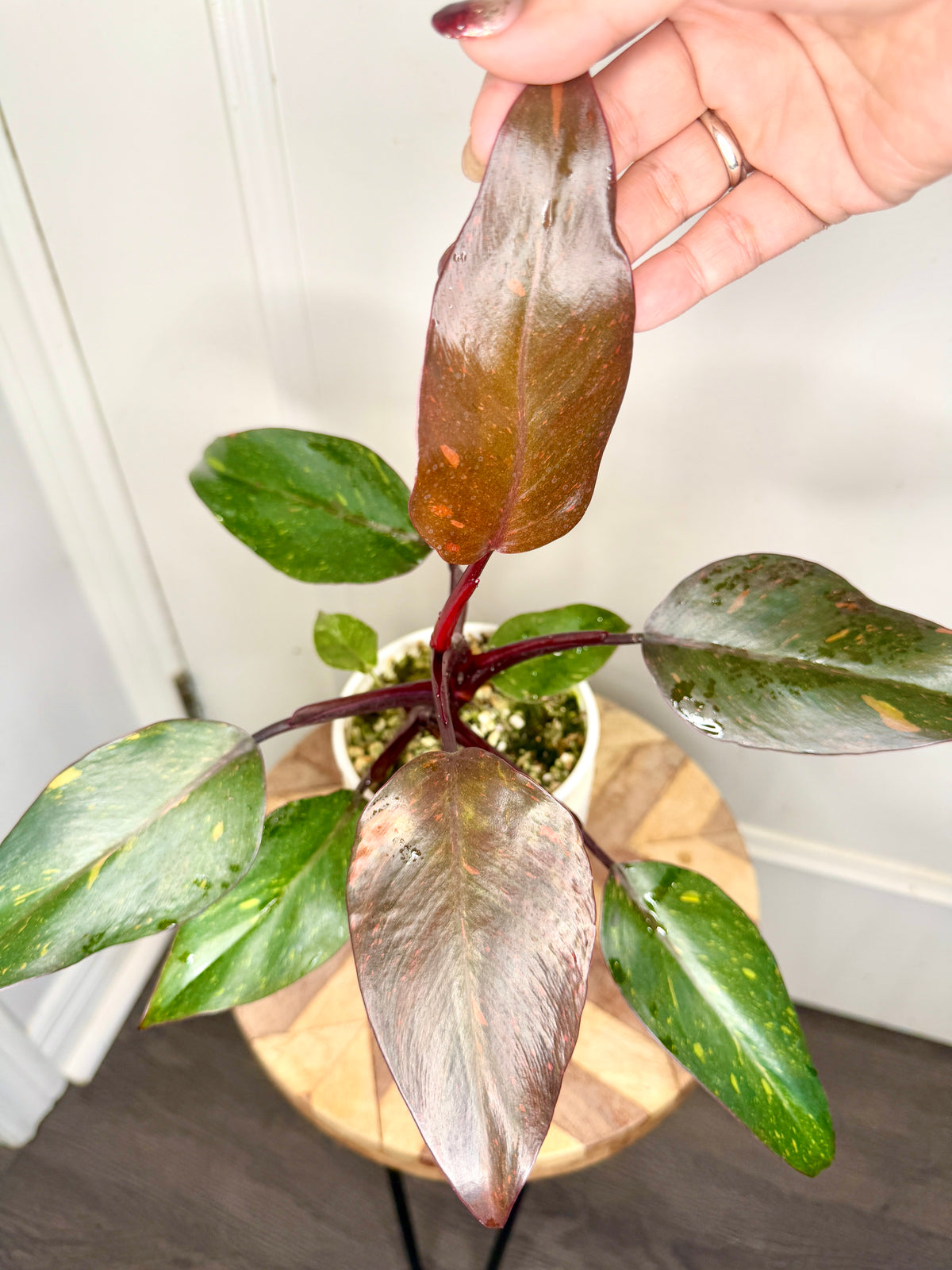 Philodendron Orange Princess