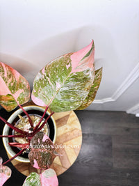 Philodendron Pink Princess Galaxy 6