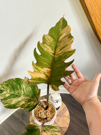 Philodendron Caramel Marble