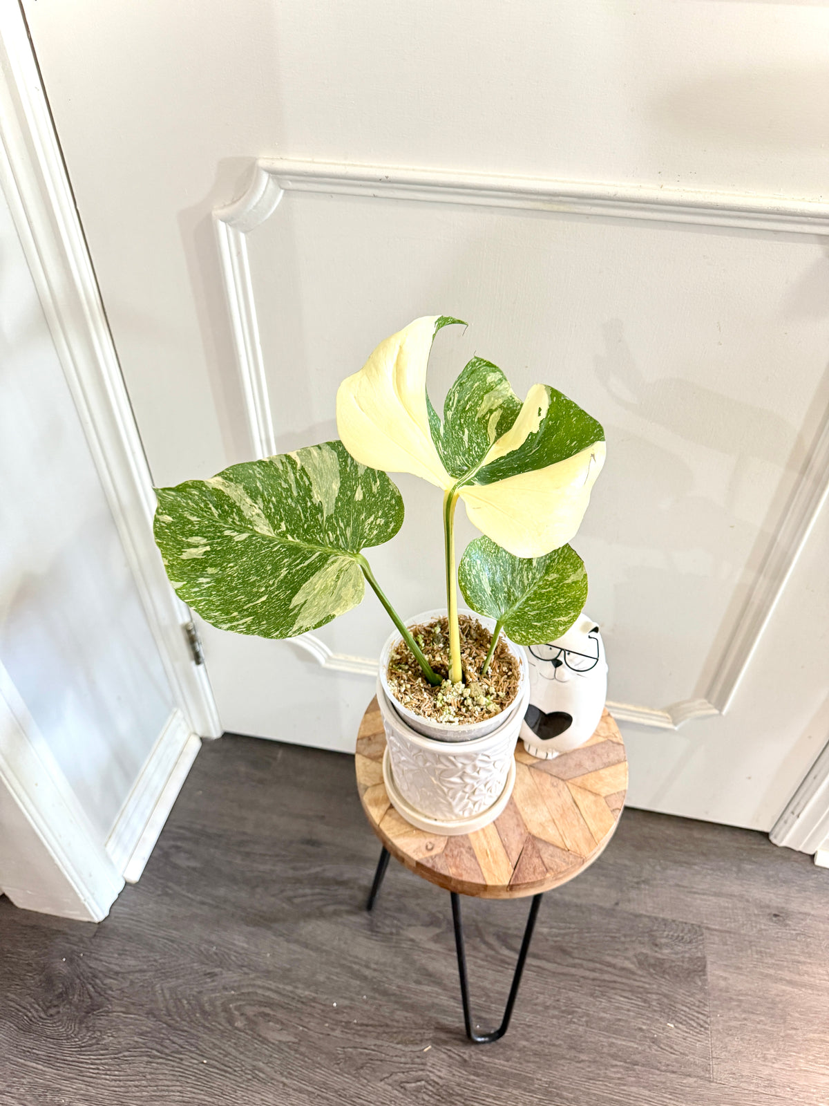 Monstera Medusa