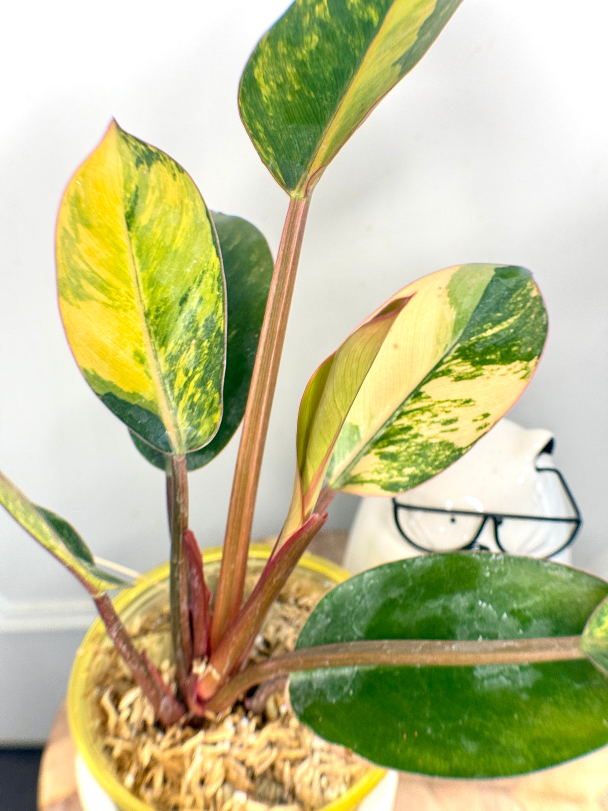 Philodendron Red Congo Variegated
