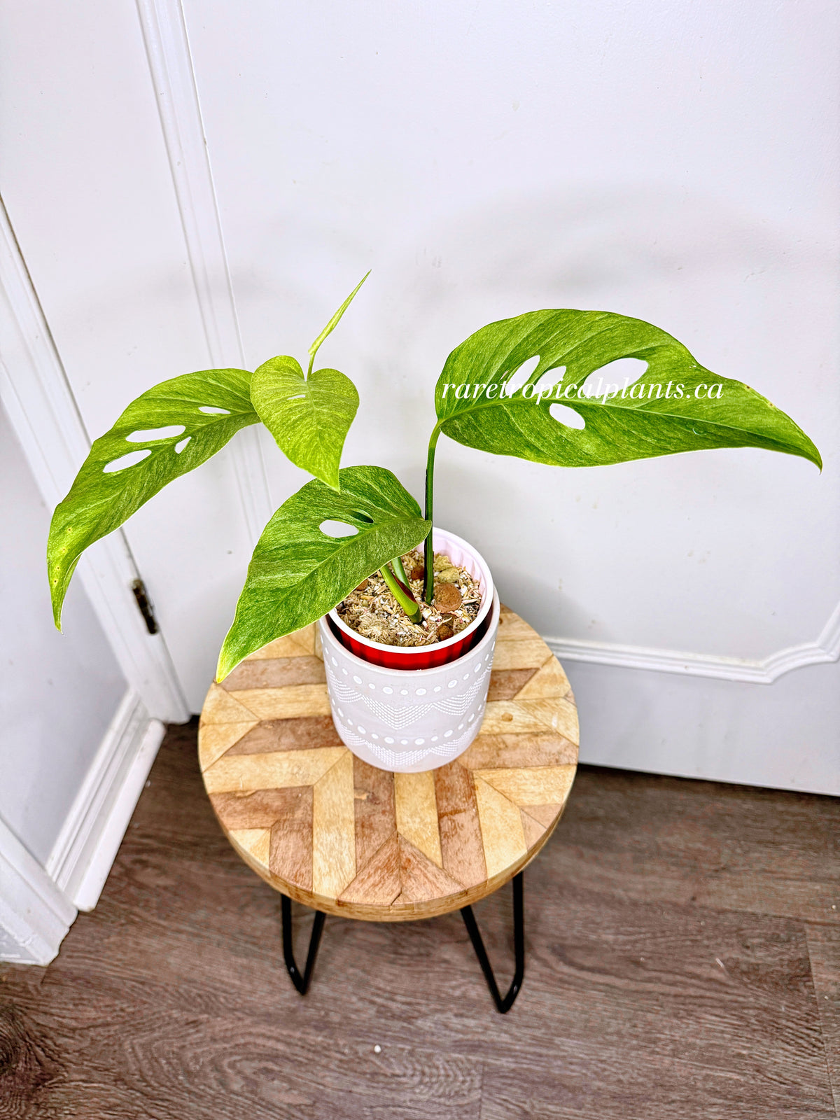 Monstera Laniata Mint