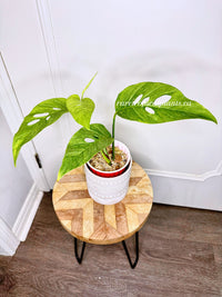 Monstera Laniata Mint