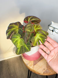 Begonia Soli Mutata Variegated