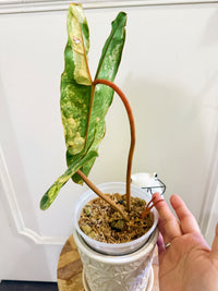 Philodendron Billietiae Variegated