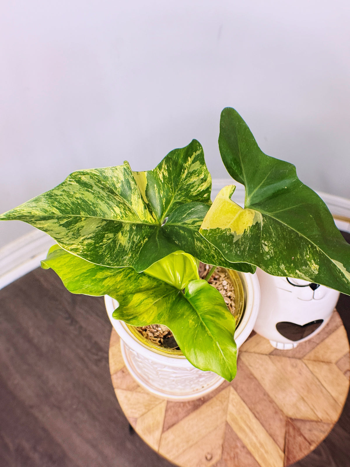 Philodendron Angela Variegated