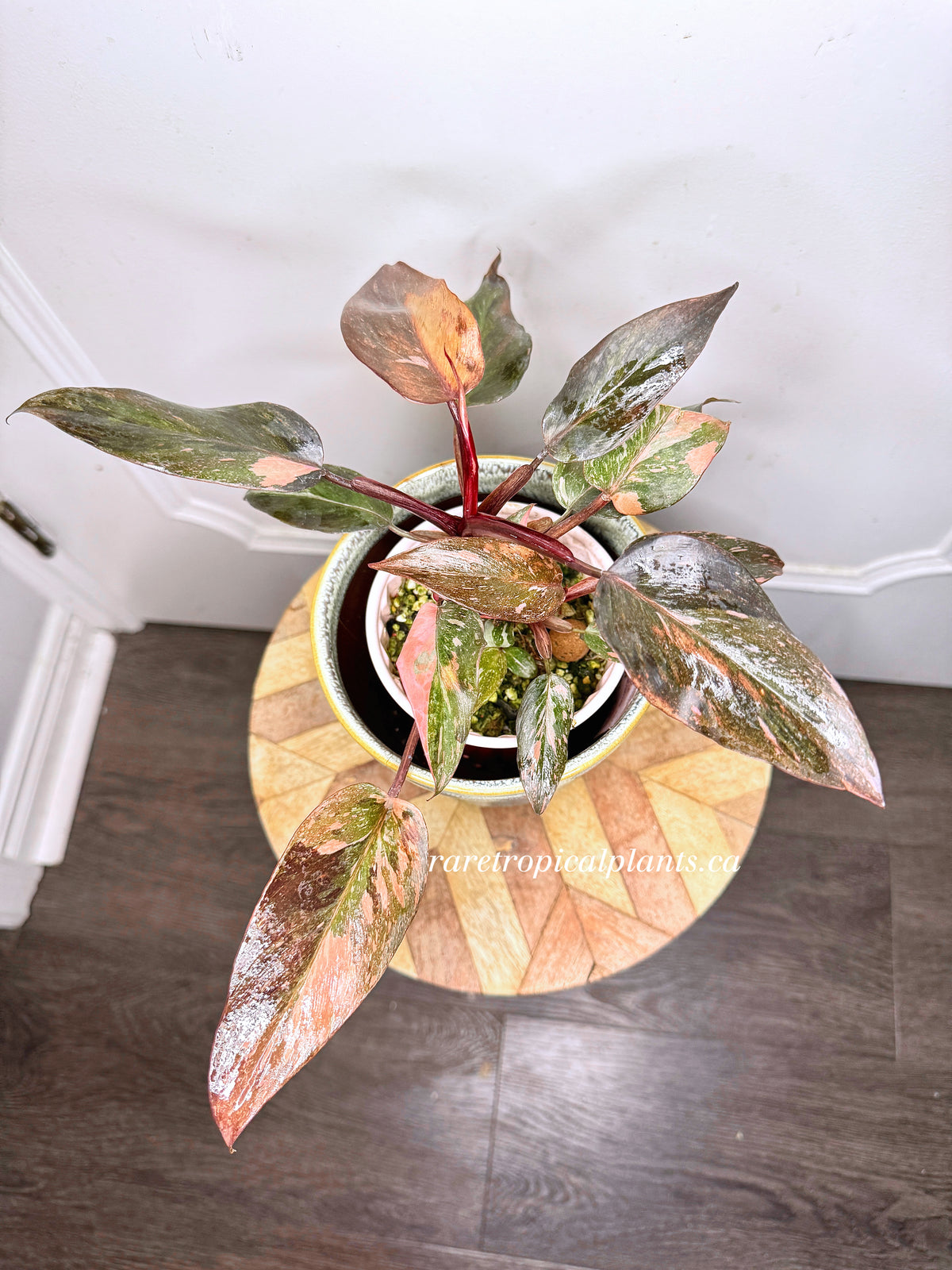 Philodendron Pink Princess Tricolour 5
