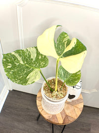 Monstera Medusa
