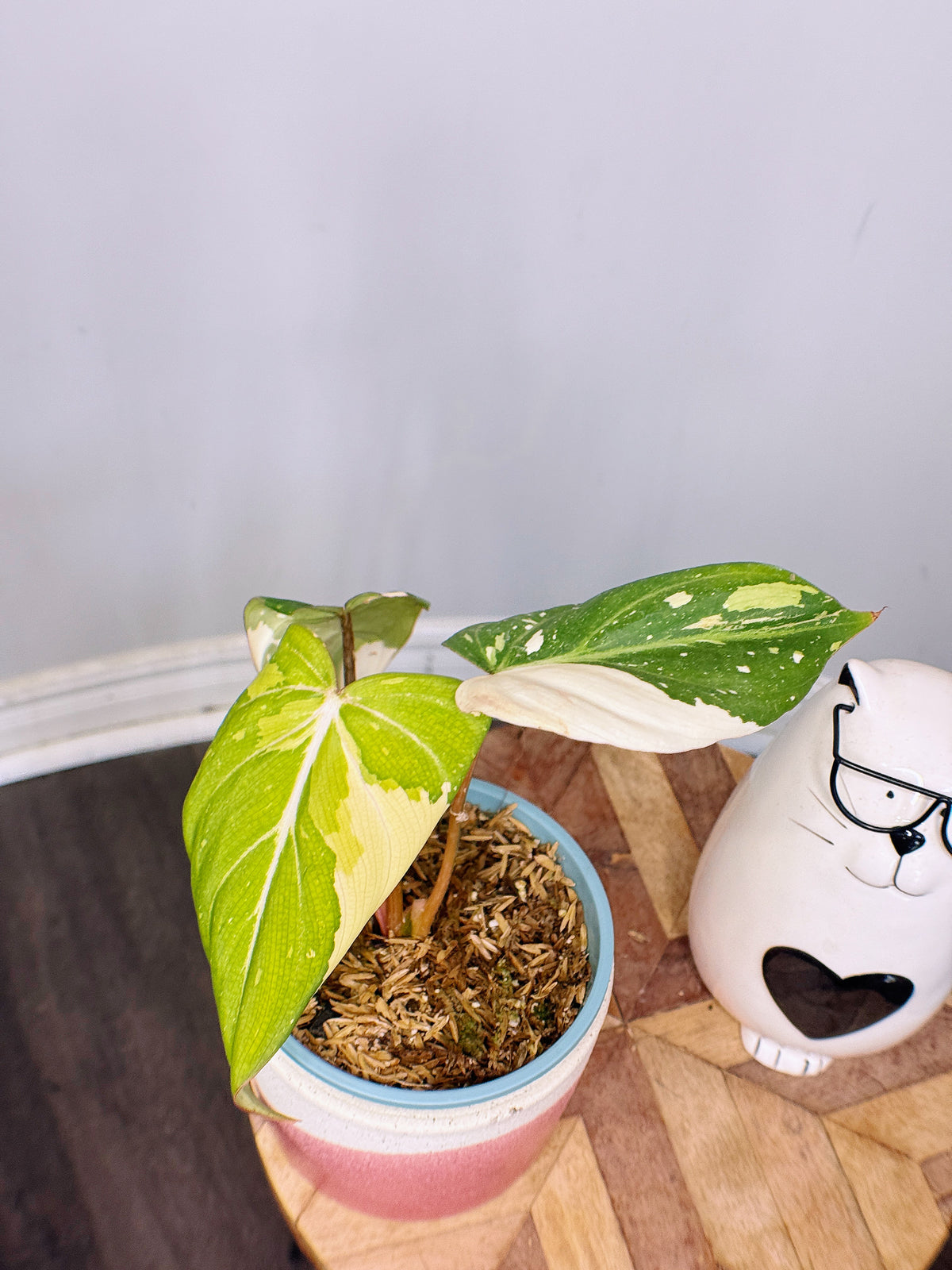 Philodendron Gloriosum Variegated